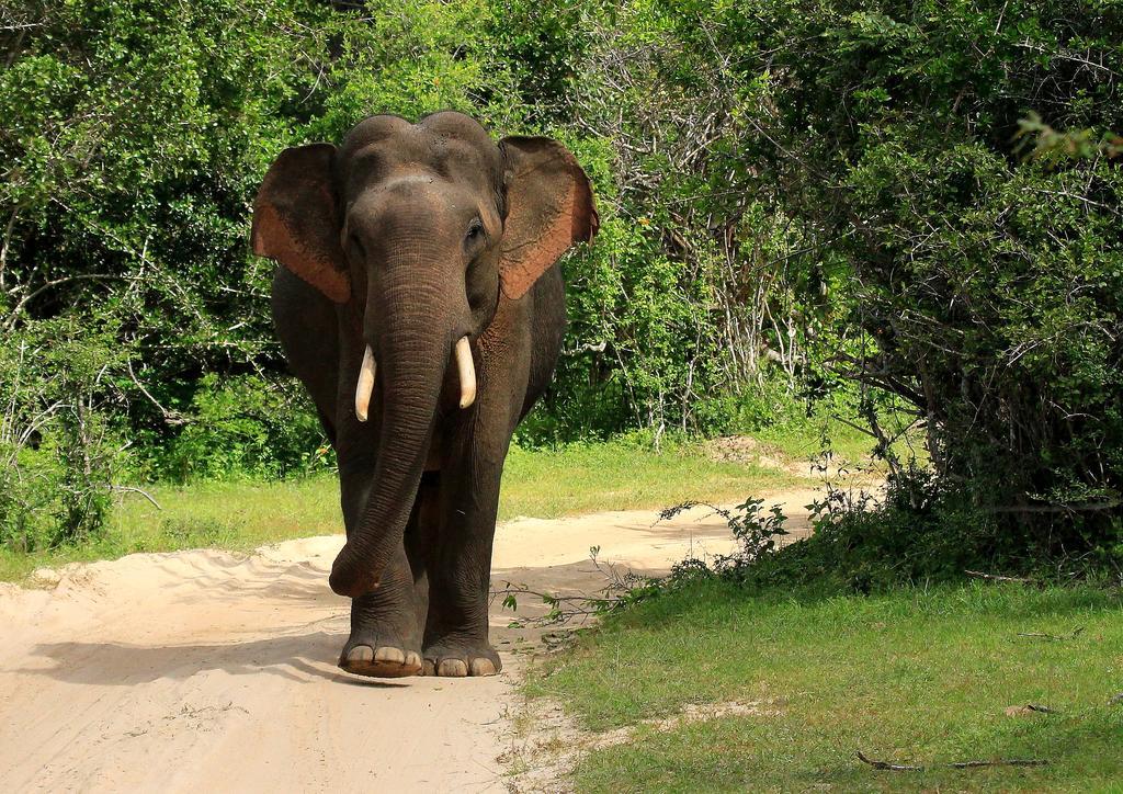 Kulu Safaris - All Inclusive Yala Dış mekan fotoğraf