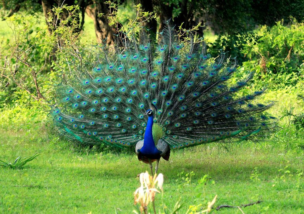 Kulu Safaris - All Inclusive Yala Dış mekan fotoğraf