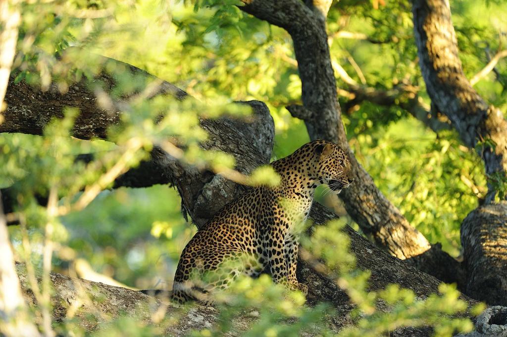 Kulu Safaris - All Inclusive Yala Dış mekan fotoğraf
