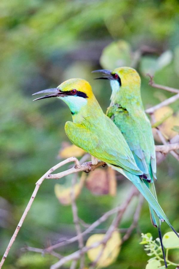Kulu Safaris - All Inclusive Yala Dış mekan fotoğraf