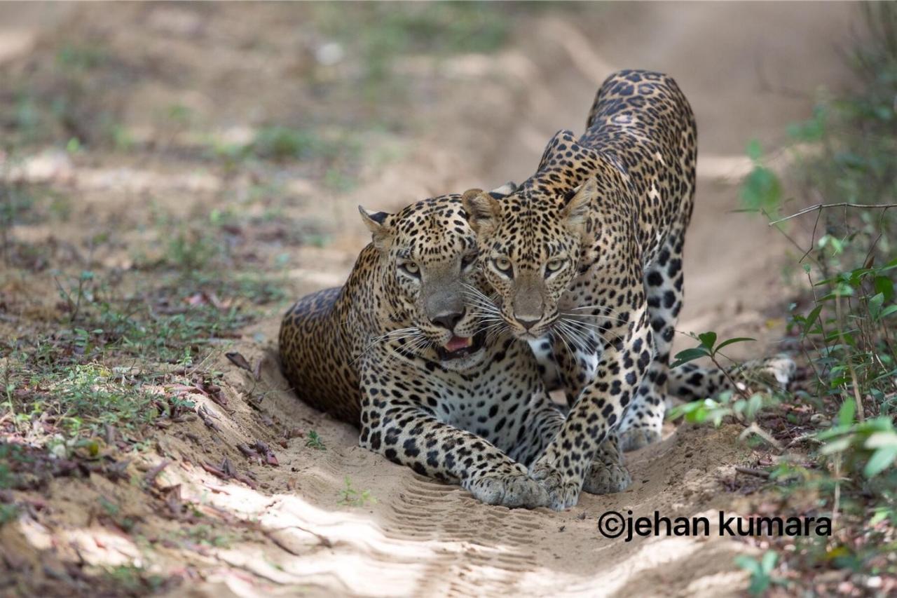 Kulu Safaris - All Inclusive Yala Dış mekan fotoğraf