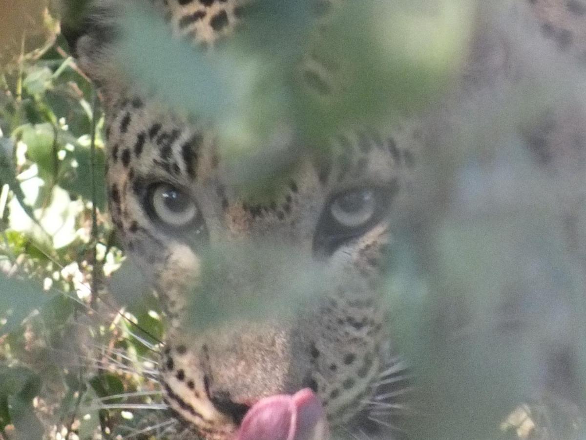Kulu Safaris - All Inclusive Yala Dış mekan fotoğraf